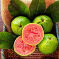 Ruby Supreme Guava Seeds - 50+ Psidium cattleianum Fruit Planting, Heirloom, Non-GMO, Fast Germination, USA Shipping