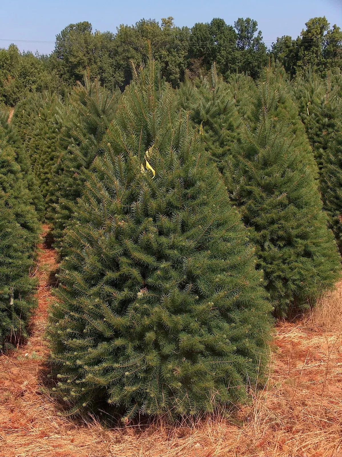 Abies Balsamea Fir Tree Seeds - 50 Seeds for Outdoors & Potted Growth, Evergreen, Conical Shape, Hardy in Zones 3-5