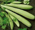 Armenian Yard-Long Cucumber Seeds 30 Pack Heirloom Cucumis melo var. flexuosus for Salad Pickling & Garden
