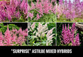 Astilbe Bare Root Plants - 4 Inch Starter Perennials for Shade, Astilbe spp.