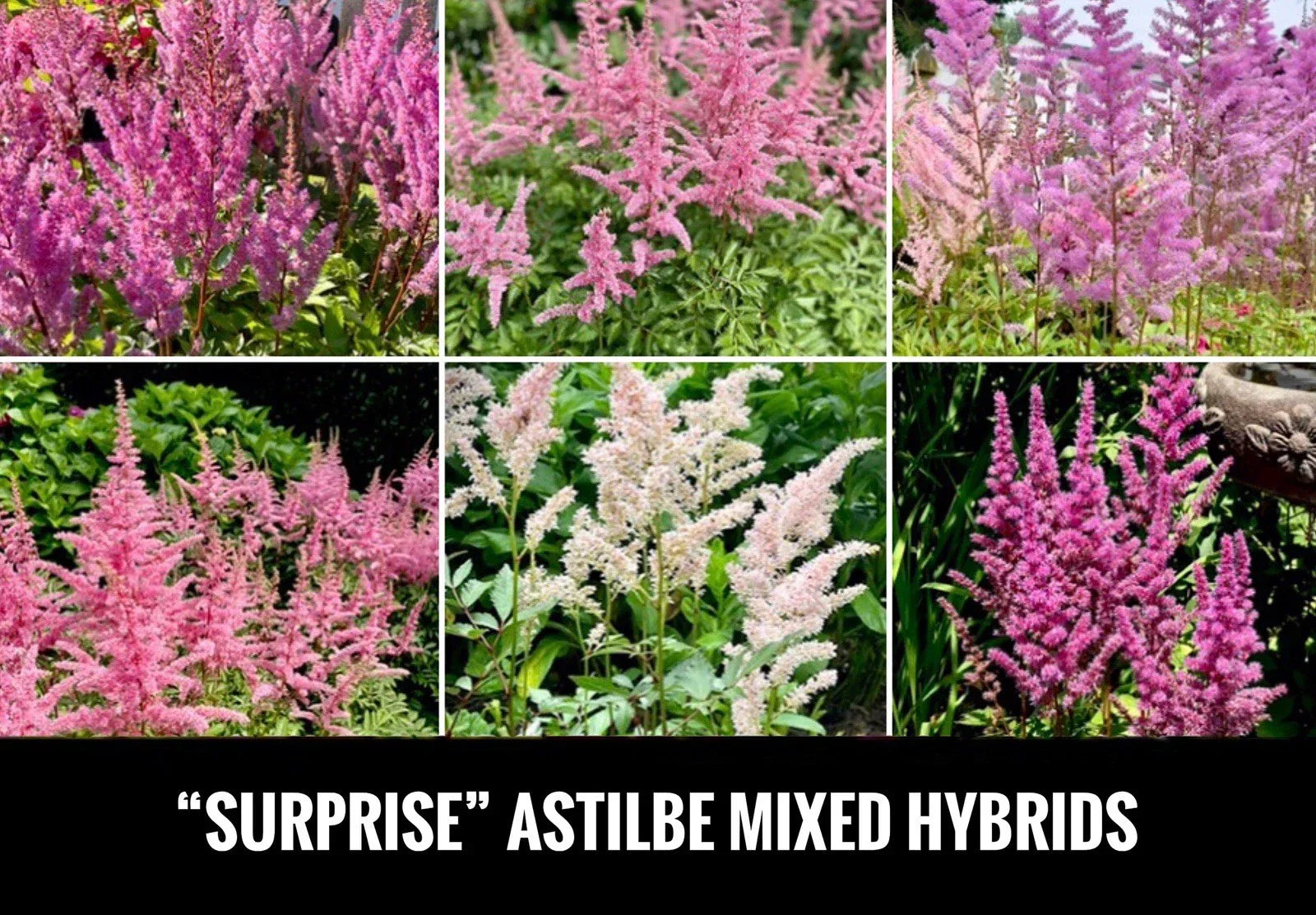 Astilbe Bare Root Plants - 4 Inch Starter Perennials for Shade, Astilbe spp.