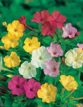 Mixed Four O'Clock Seeds - Colorful Flowering Plants - Mirabilis jalapa - 35 Seeds for Garden, Borders, Containers
