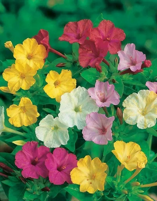 Mixed Four O'Clock Seeds - Colorful Flowering Plants - Mirabilis jalapa - 35 Seeds for Garden, Borders, Containers