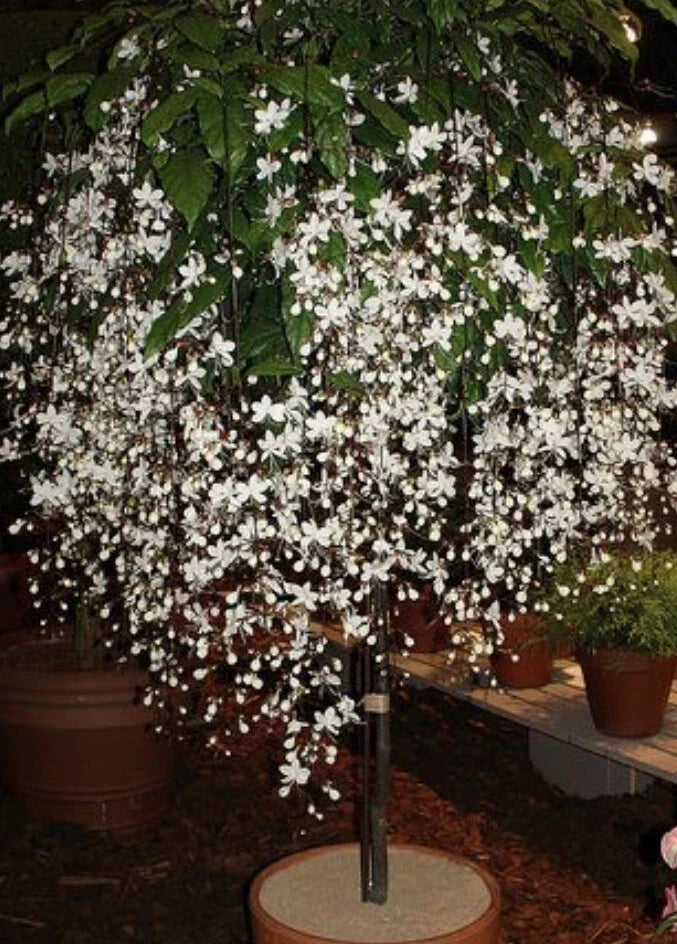 Clerodendrum Wallichii Bridal Veil Small Starter Plant in 4-Inch Pot with White Blooms, Indoor Houseplant, Butterfly Attractant