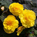 Mocca Yellow Begonia Seeds – 25+ Pack for Garden, Indoor, and Container Planting – Begonia x tuberhybrida, Perennial Flower Seeds