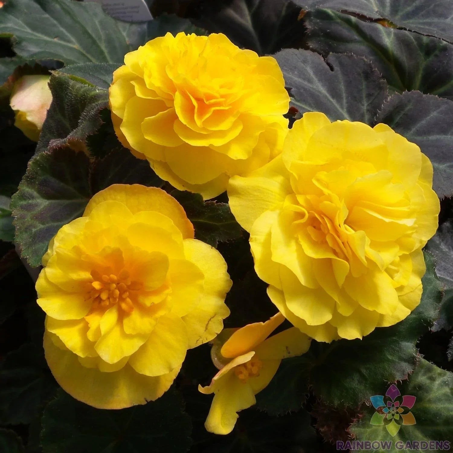 Mocca Yellow Begonia Seeds – 25+ Pack for Garden, Indoor, and Container Planting – Begonia x tuberhybrida, Perennial Flower Seeds