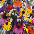 Annual Wildflower Seed Mix - Non-GMO, Colorful Cutflower Seeds for Garden, Pollinator Attracting, Full Sun to Partial Shade