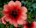 Potentilla Seeds 20 Pack 'Melton Fire' Hardy Perennial Flower Potentilla fruticosa