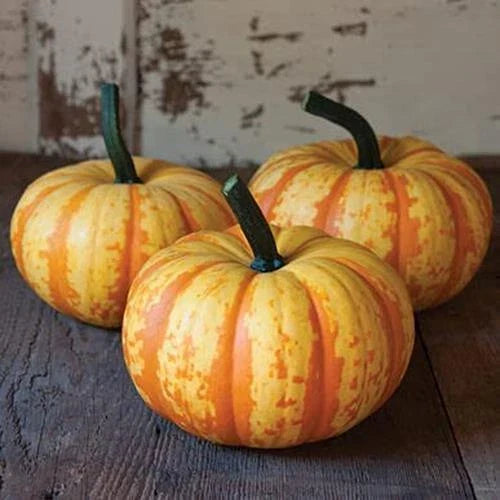 Mini Pumpkin Seeds - Colorful Fall Decor - Cucurbita pepo - Compact Growth, Bright Orange, 10 Pack