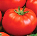 Ace 55 Tomato Seeds Pack – Non-GMO Heirloom Solanum lycopersicum, 200+ Seeds for Home Gardening