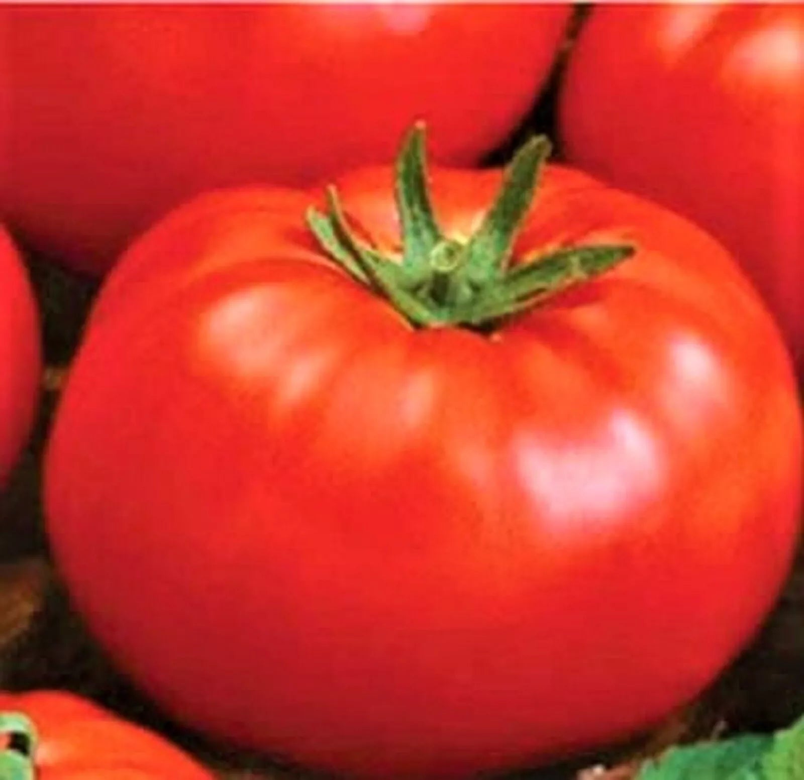 Ace 55 Tomato Seeds Pack – Non-GMO Heirloom Solanum lycopersicum, 200+ Seeds for Home Gardening