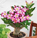 Mixed Color Desert Rose Seeds - Adenium Obesum - Vibrant Blooming Seeds for Garden & Indoor Planting, 5 Pack