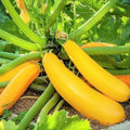 Golden Yellow Zucchini Seeds | Summer Squash Courgette Kousa | Cucurbita pepo Vegetable Seeds for Garden & Container Planting