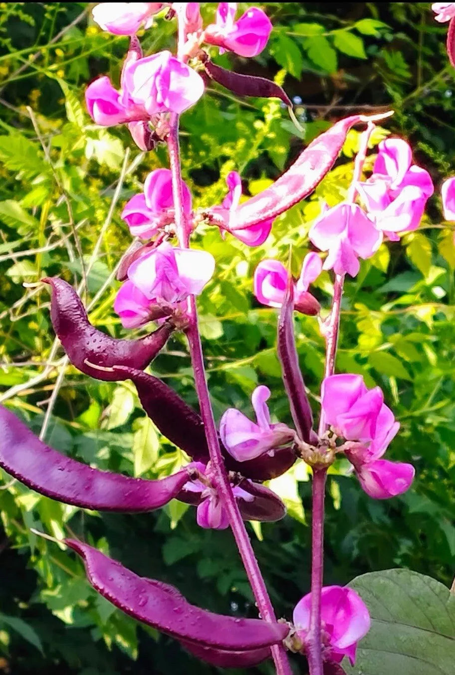 Bataw Seeds 15+ Purple Moon Hyacinth Bean Lablab purpureus Climbing Vine Seed Packet