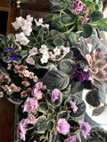 African Violet Leaves - Variegated, Mini, Trailer Double - Saintpaulia species for Indoor Garden Propagation