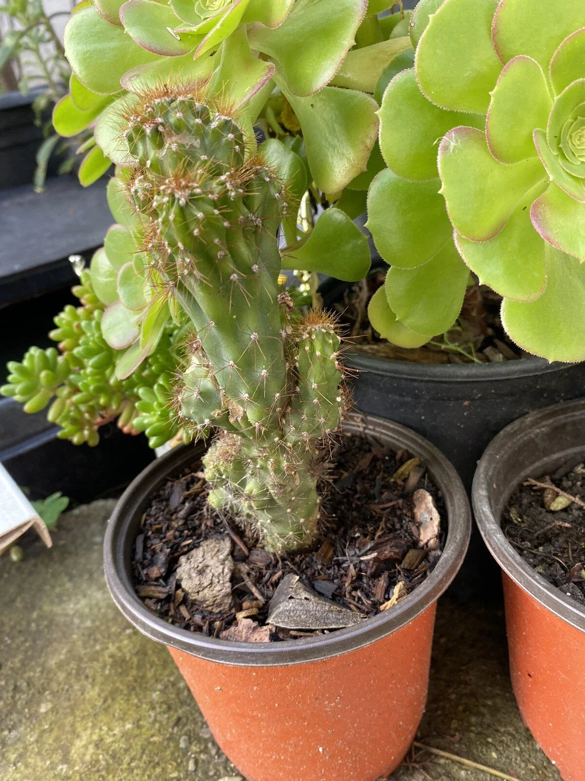 Cereus Monstrosus Rooted Cutting - Hardy Cactus Succulent Plant - No Pot or Soil - Unique Upright Green Plant