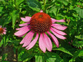 Echinacea Purpurea Seeds - 40 Purple Coneflower Garden Planting Seeds - Vibrant Purple Flowers