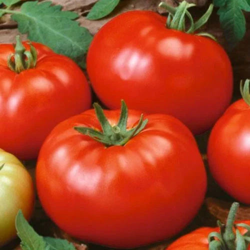 Beefsteak Tomato Seeds Pack of 10 | Heirloom Non-GMO Organic Vegetable Seeds | Solanum lycopersicum