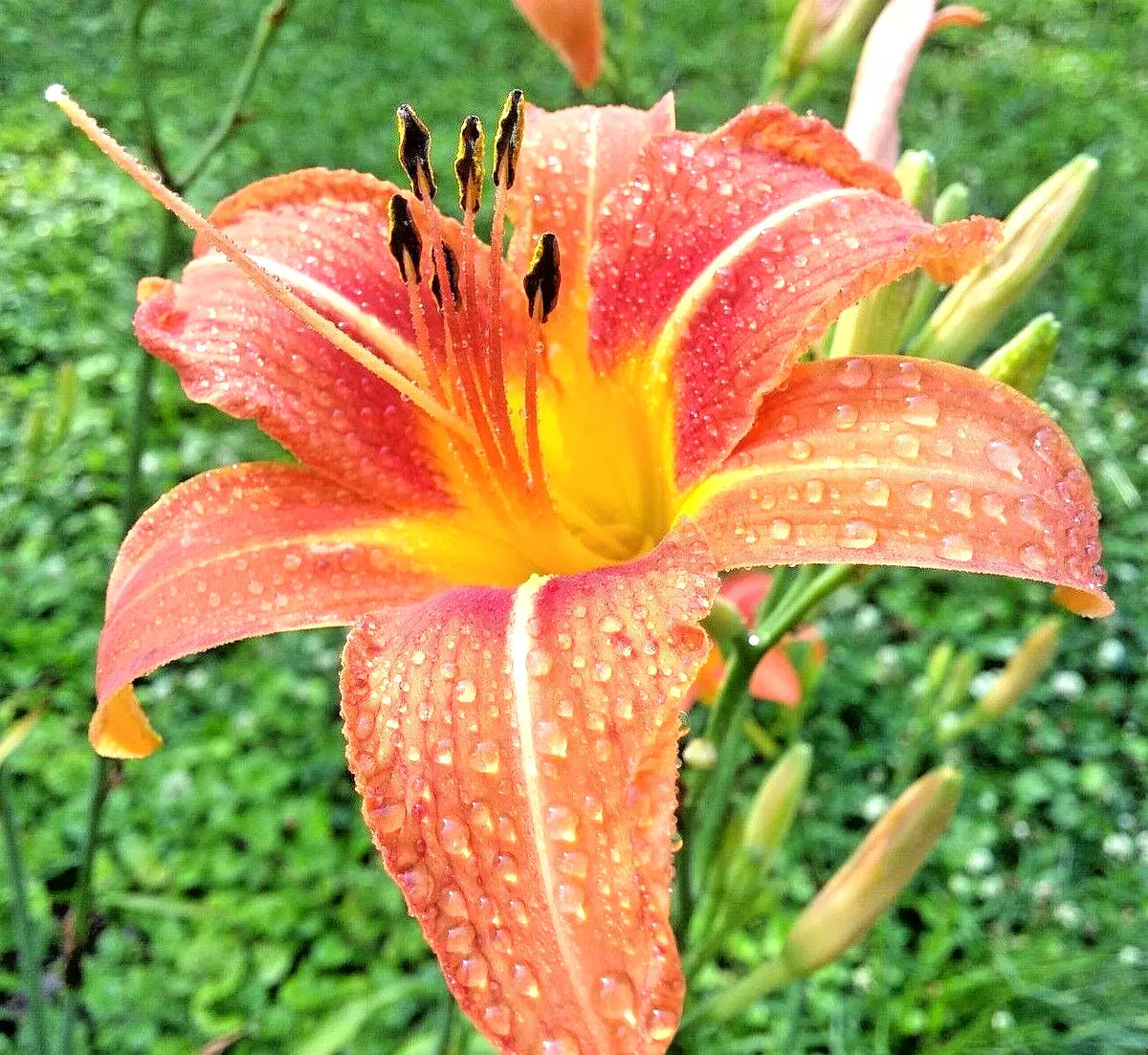 Daylily Roots Bulbs 15 Pack Orange Hemerocallis spp. Perennial Garden Plants for Bright Color and Pollinator Attraction