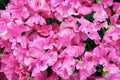 Milly Sweet Pea Seeds - 50+ Pack, Climbing Flower, Fragrant Lathyrus odoratus, Garden Planting, Annual Vine, Mixed Colors