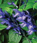 Black and Blue Salvia Seeds - Perennial Flower Seeds for Hummingbirds - Salvia guaranitica, 50 Pack