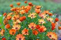 African Daisy Seeds Pack - 200+ Arctotis Flower Seeds for Garden, Annual, Perennial, Bright Colors, Drought Tolerant, USA Grown