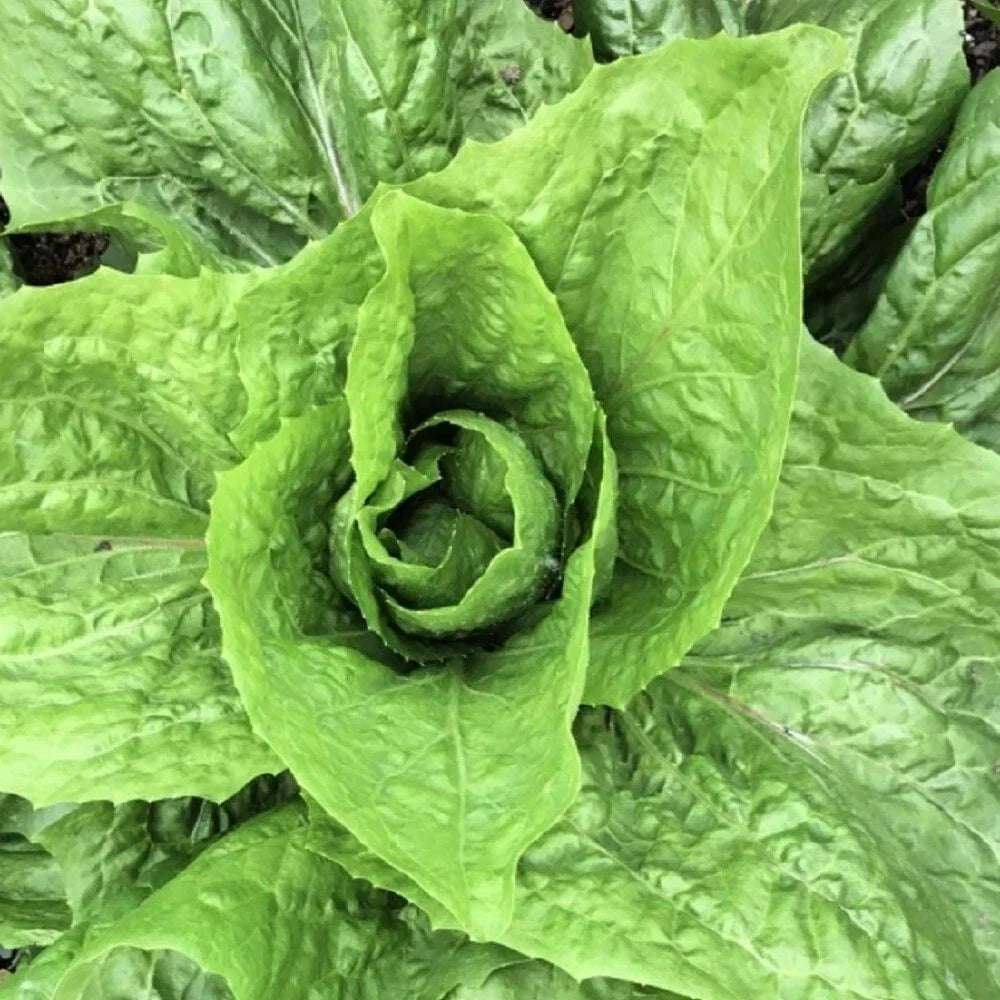 Sugar Loaf Endive Seeds | Heirloom NON-GMO | Fresh Garden Seeds | Cichorium endivia for Salad & Container Gardening