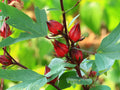 Roselle Seeds - Hibiscus sabdariffa - Asian Sour Leaf, Florida Cranberry, Edible Calyces, Full Sun, Free Shipping