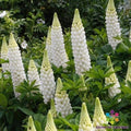 White Lupine Seeds – Lupinus polyphyllus – Perennial Garden Planting, White Flowers, Bulk Seed Pack