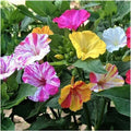 Four O'Clock Seeds 100+ Broken Colors Mirabilis jalapa Perennial Garden Flower Seeds