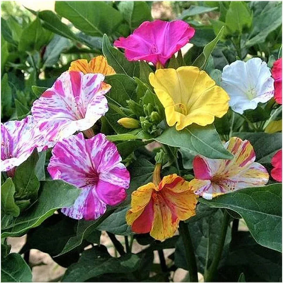 Four O'Clock Seeds 100+ Broken Colors Mirabilis jalapa Perennial Garden Flower Seeds