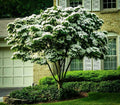 White Kousa Dogwood Tree Cuttings - 3 Unrooted Cornus kousa Ornamental Garden Plants for Landscaping