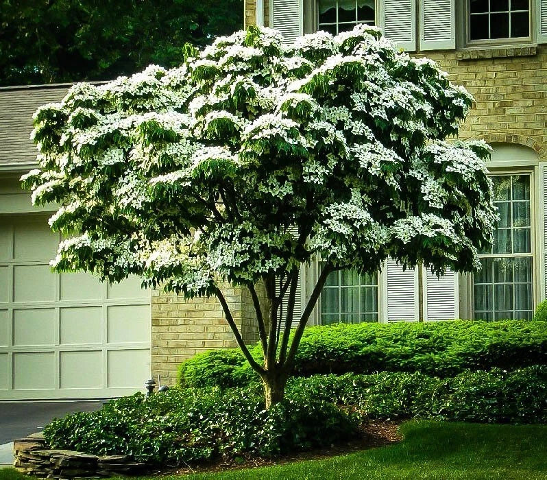 White Kousa Dogwood Tree Cuttings - 3 Unrooted Cornus kousa Ornamental Garden Plants for Landscaping