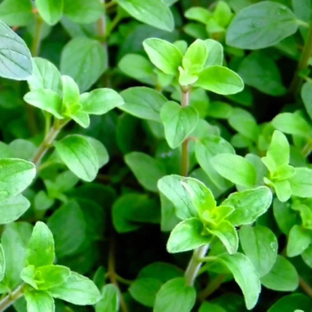 Greek Oregano Seeds - Heirloom NON-GMO, Compact Herb, Origanum vulgare subsp. hirtum, Culinary & Pollinator Friendly