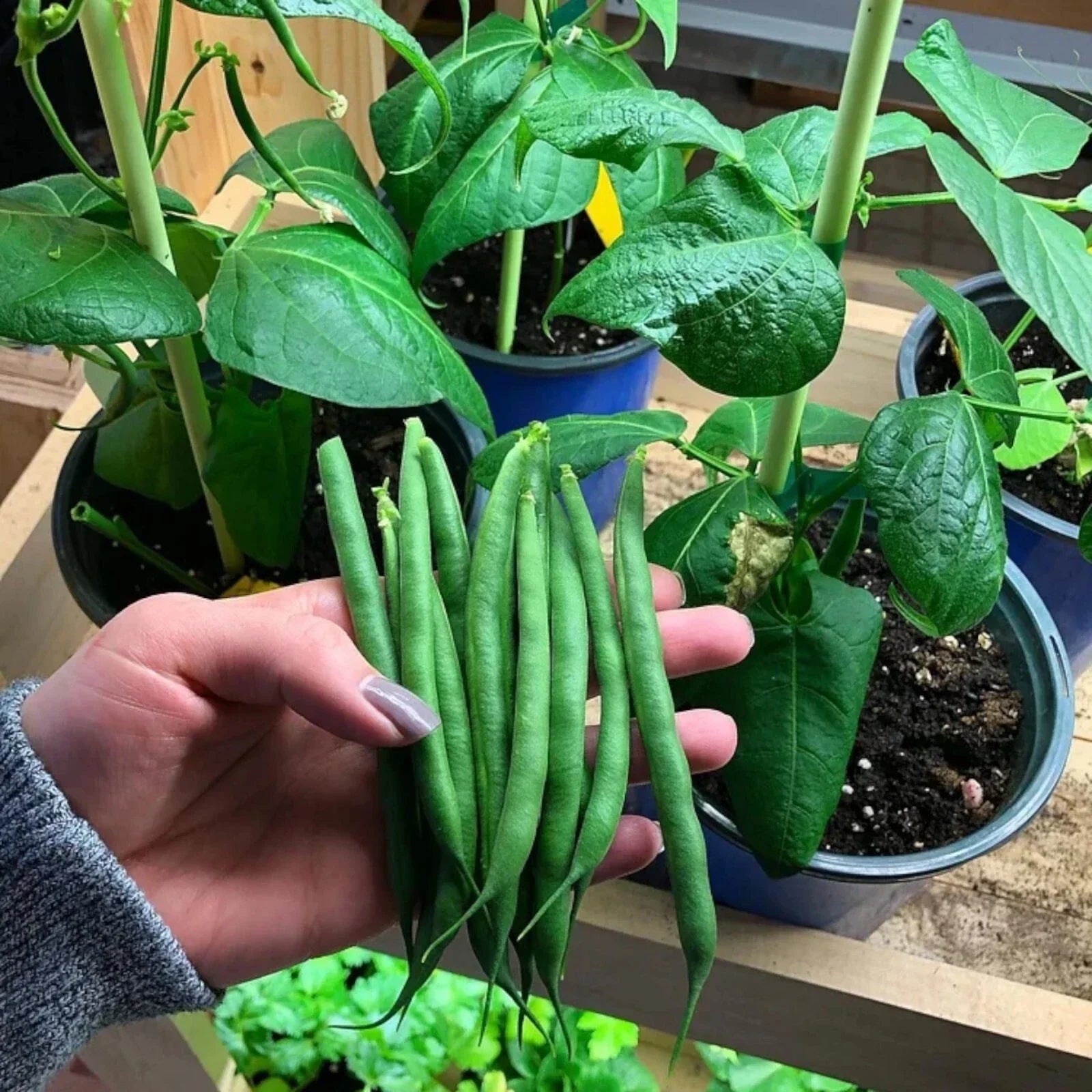 Organic Bush Beans Seeds - 50pcs Non-GMO Heirloom Green Vegetable for Gardens - Phaseolus vulgaris