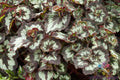 China Curl Begonia Seeds - 25+ Packets for Garden Planting - Begonia x tuberhybrida, Vibrant Blooms, Easy to Grow