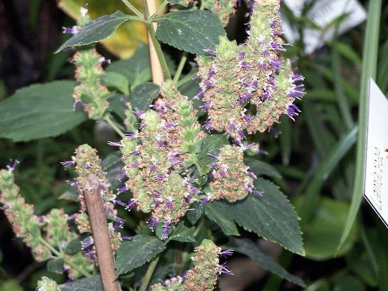 Patchouli Seeds Packet of 50 Pogostemon cablin Aromatic Herb for Garden or Indoor Planting