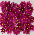 Cosmos Seeds - 100 Non-GMO Dwarf RUBENZA - Ruby Flower, Butterfly Attractant, Pollinator-Friendly, Cosmos bipinnatus