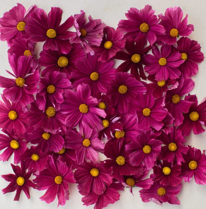 Cosmos Seeds - 100 Non-GMO Dwarf RUBENZA - Ruby Flower, Butterfly Attractant, Pollinator-Friendly, Cosmos bipinnatus