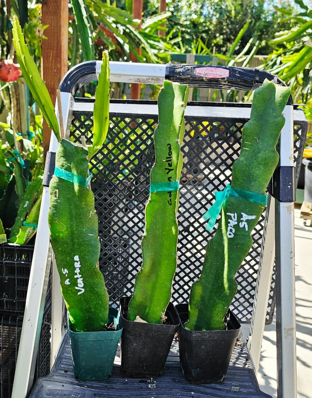 Rooted Dragon Fruit Cuttings 12-16 inches | Over 20 Varieties | Hylocereus spp. | Tropical Cactus for Garden & Container