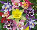 Columbine Seeds McKana Mix - 50 Pack - Aquilegia caerulea Garden Flower Seeds for Borders & Pollinator Gardens