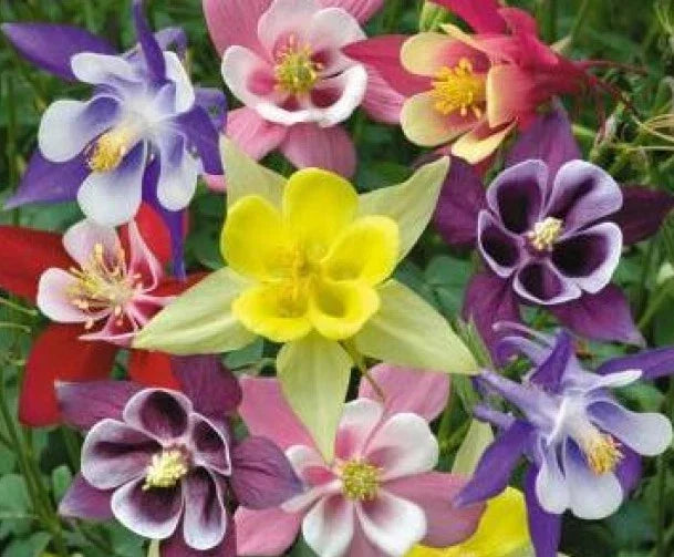 Columbine Seeds McKana Mix - 50 Pack - Aquilegia caerulea Garden Flower Seeds for Borders & Pollinator Gardens