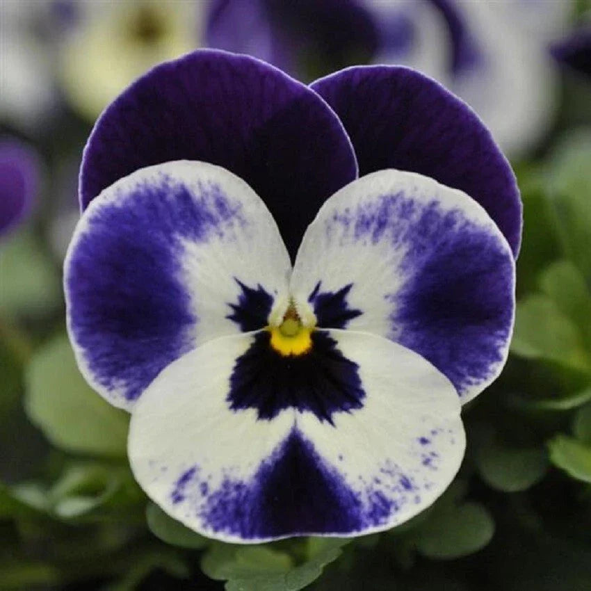 Viola Seeds 50 Pack | Quicktime Mickey Flower Seeds Viola x wittrockiana Colorful Garden Annuals