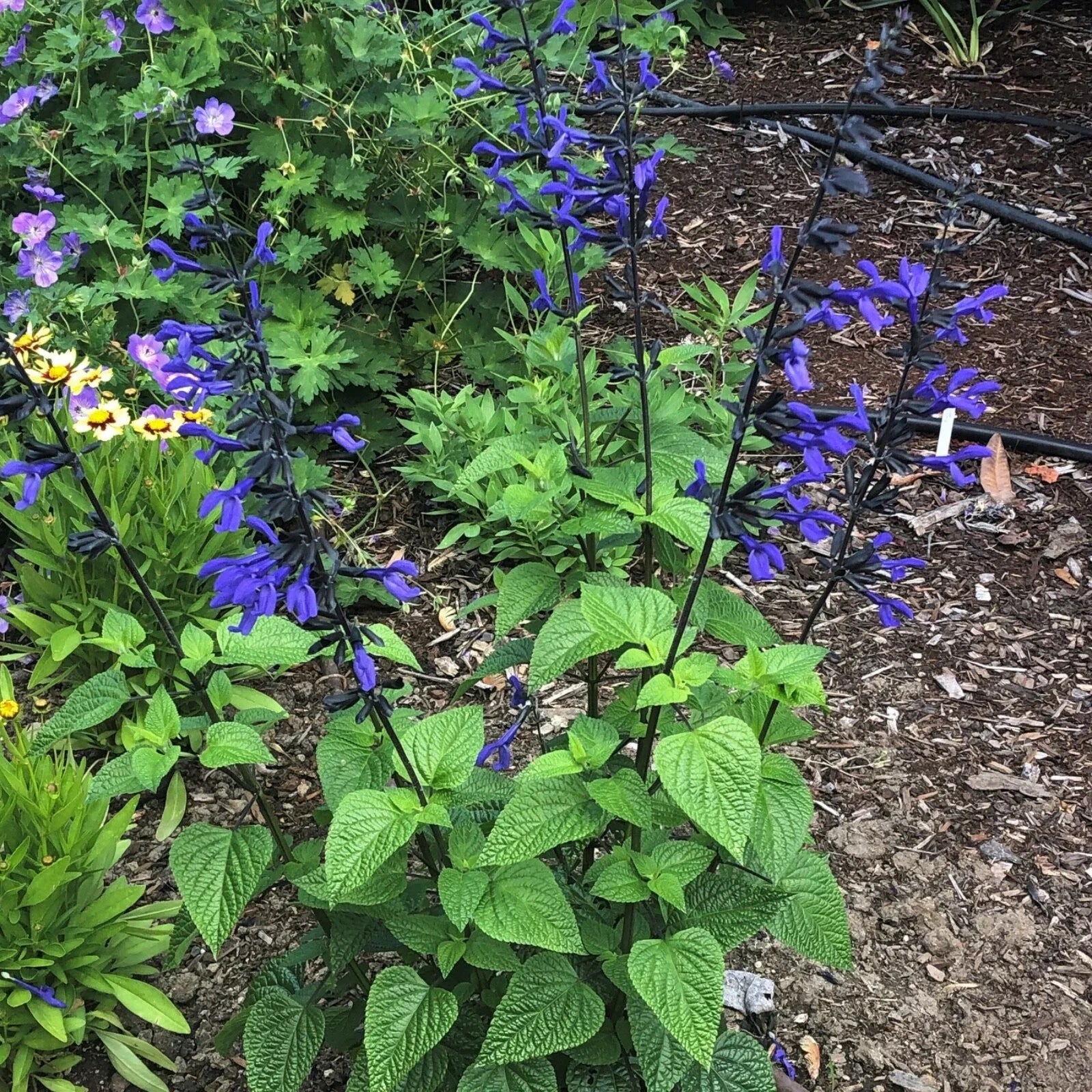 Salvia ‘Black and Blue’ Live Starter Plant – Vibrant Blue Flowers, Black Calyces, Hummingbird & Pollinator Magnet, Salvia guaranitica