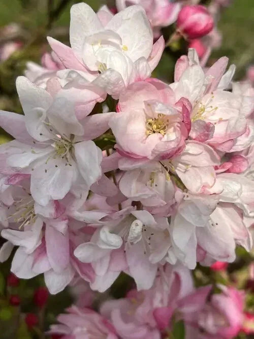 Snowcloud Crabapple Seeds - 25 Pack for Garden Planting, Malus 'Snowcloud', Deciduous Tree, Attracts Pollinators, USA