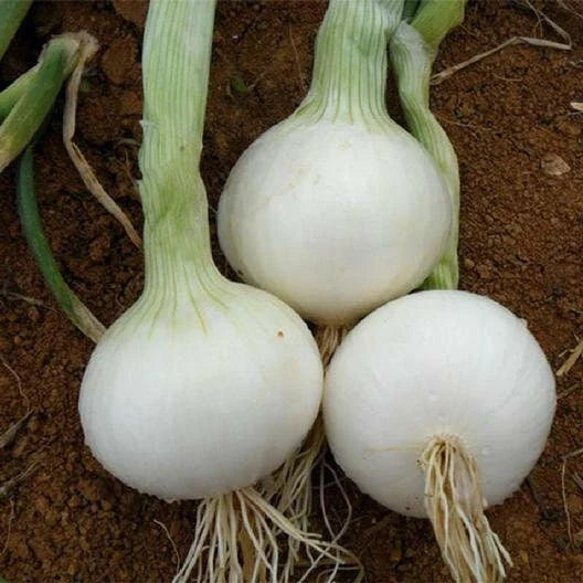 White Sweet Spanish Onion Seeds - Allium cepa Vegetable Gardening Seeds for Large, Sweet Onions, Packaged with Tracking