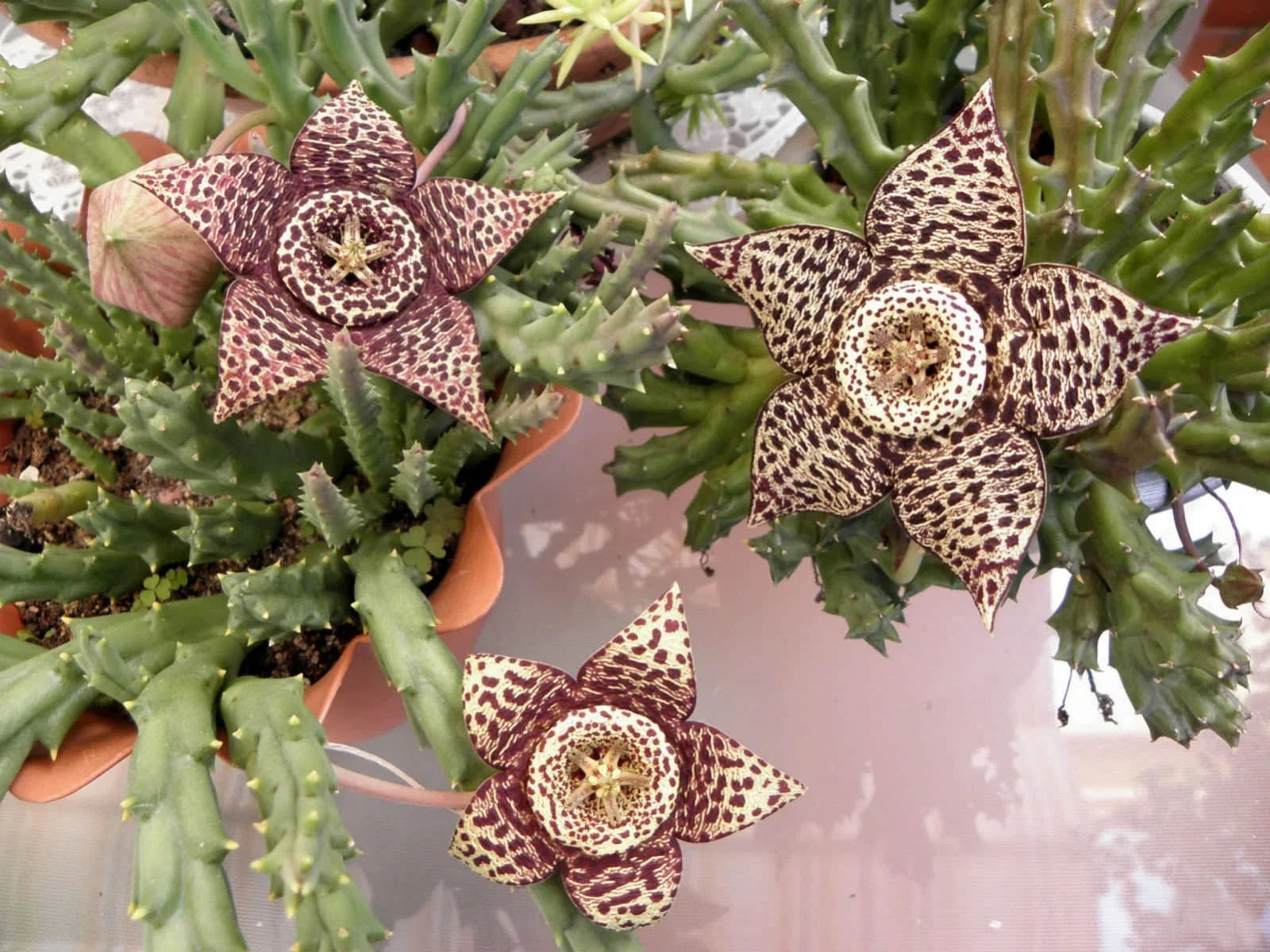 Orbea Variegata Succulent Plant in 4-Inch Pot | Unique Stapelia Variegata | Drought-Tolerant Indoor or Outdoor Plant