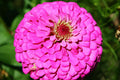 Zinnia Seeds Pink Fully Double Flower Pack of 60 Zinnia elegans Garden Flower for Borders & Containers