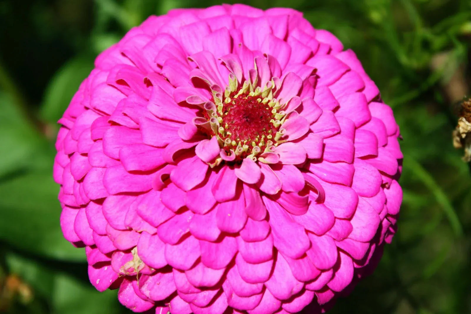 Zinnia Seeds Pink Fully Double Flower Pack of 60 Zinnia elegans Garden Flower for Borders & Containers