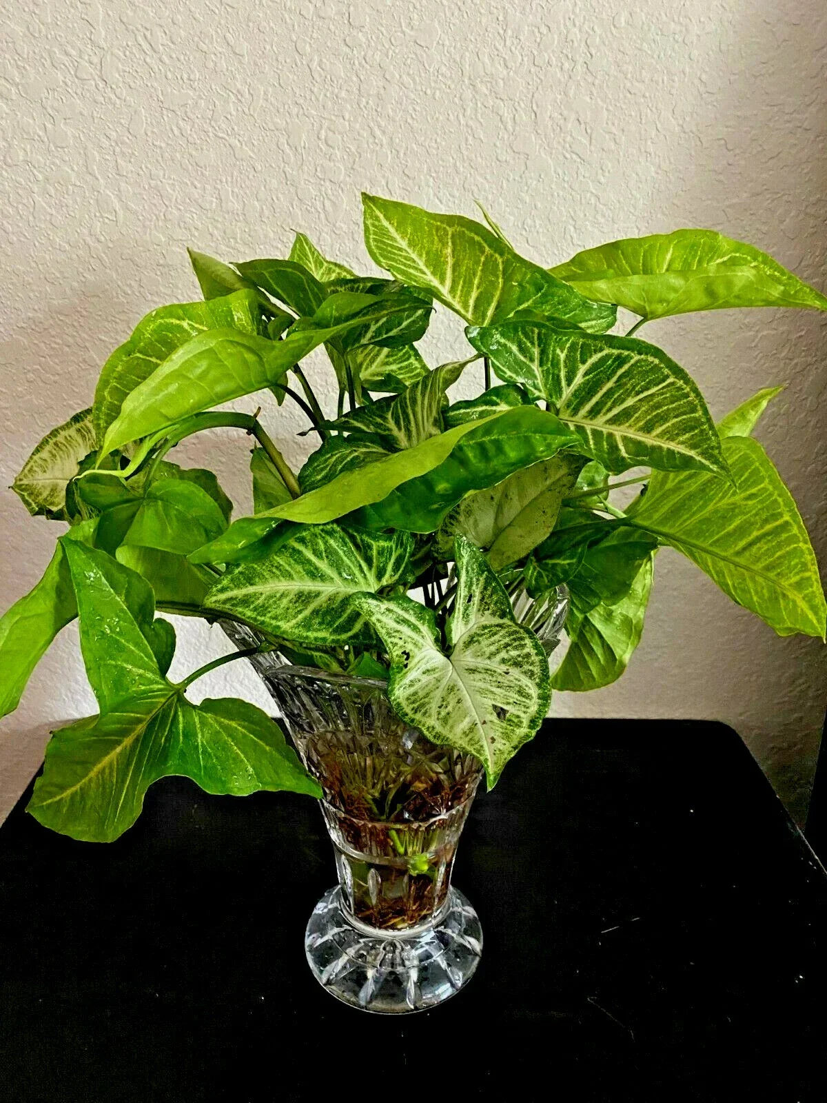 Syngonium Podophyllum 'White Butterfly' Arrowhead Plant Starts – 4 Rooted Cuttings for Indoor Decor